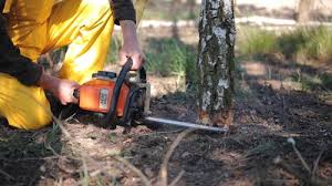 How Our Tree Care Process Works  in  Park Layne, OH