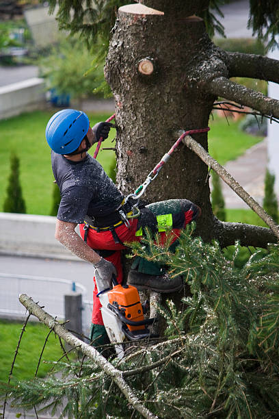 Professional  Tree Services in Park Layne, OH